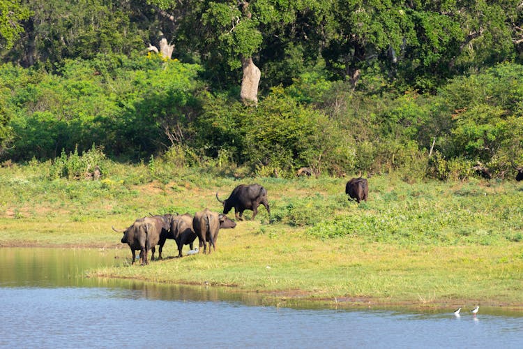 Minneriya National Park Wildlife Safari