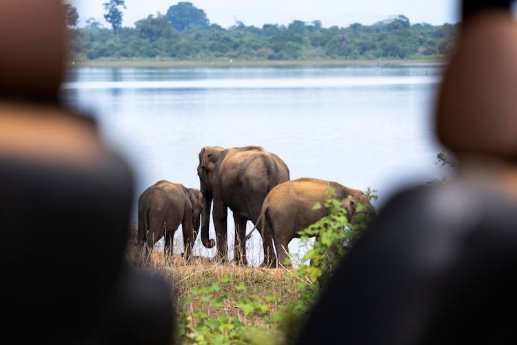 Minneriya National Park Wildlife Safari