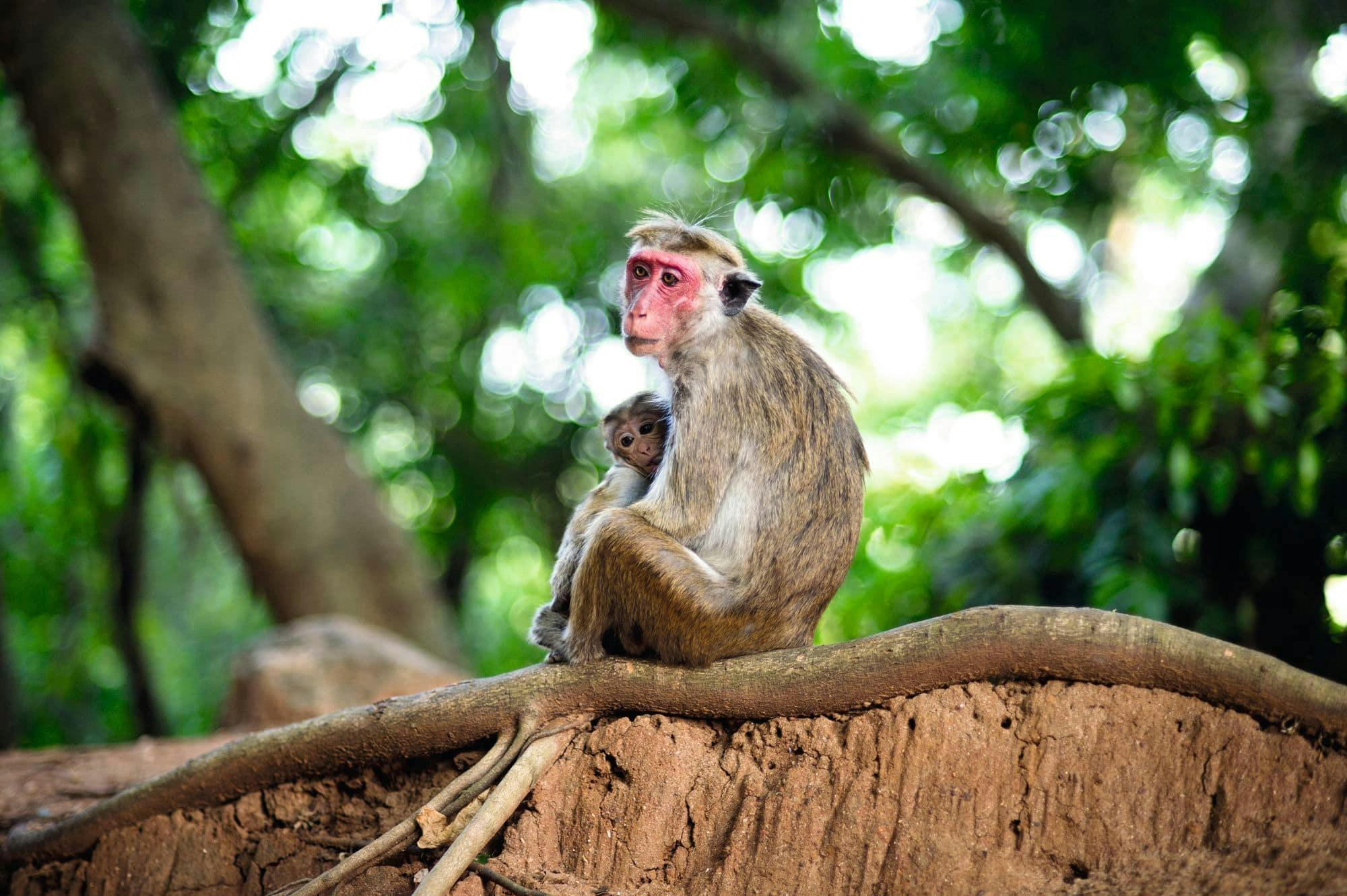 Minneriya National Park Wildlife Safari