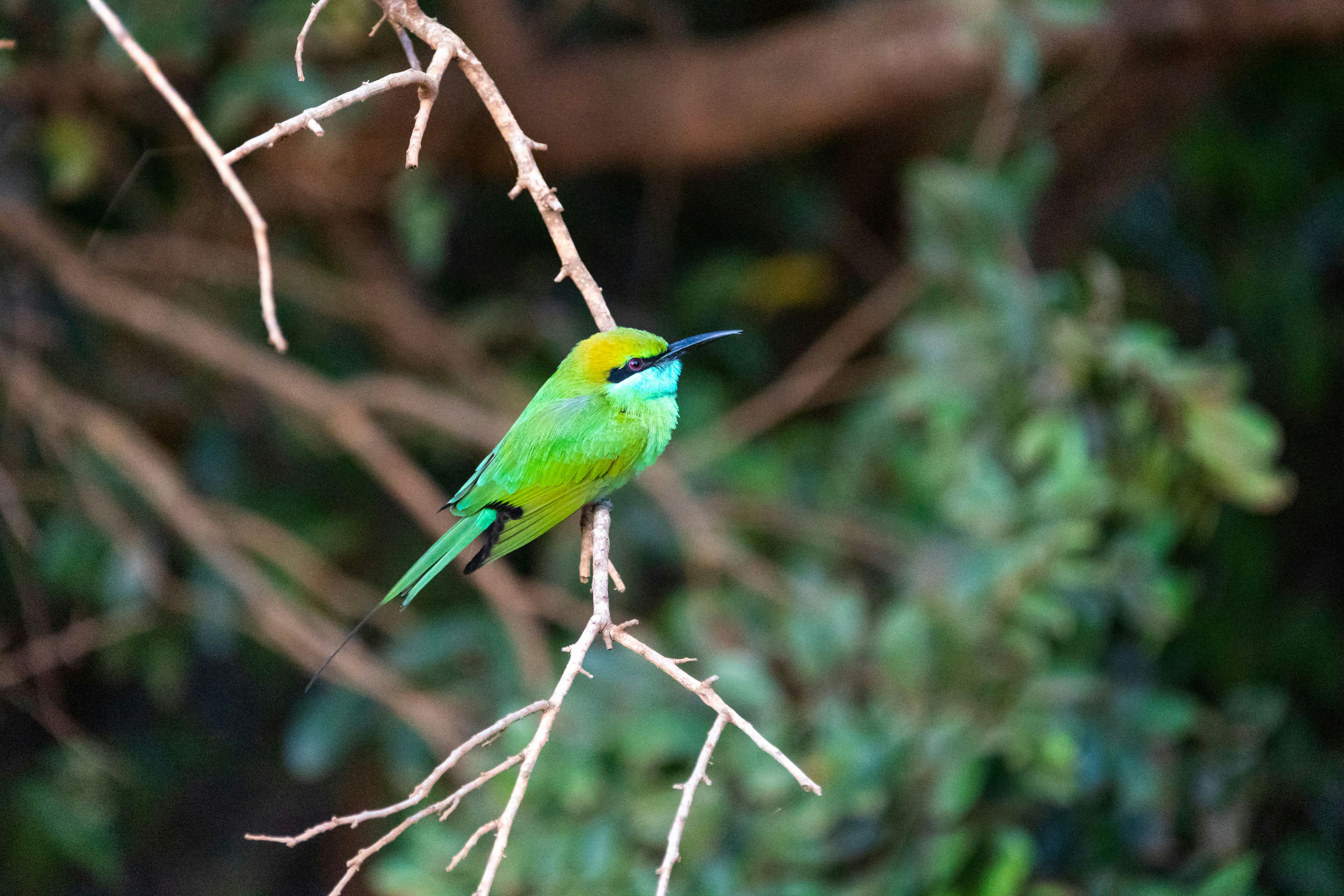 Wilpattu National Park Lakes and Wildlife Safari