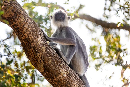 Minneriya National Park Wildlife Safari