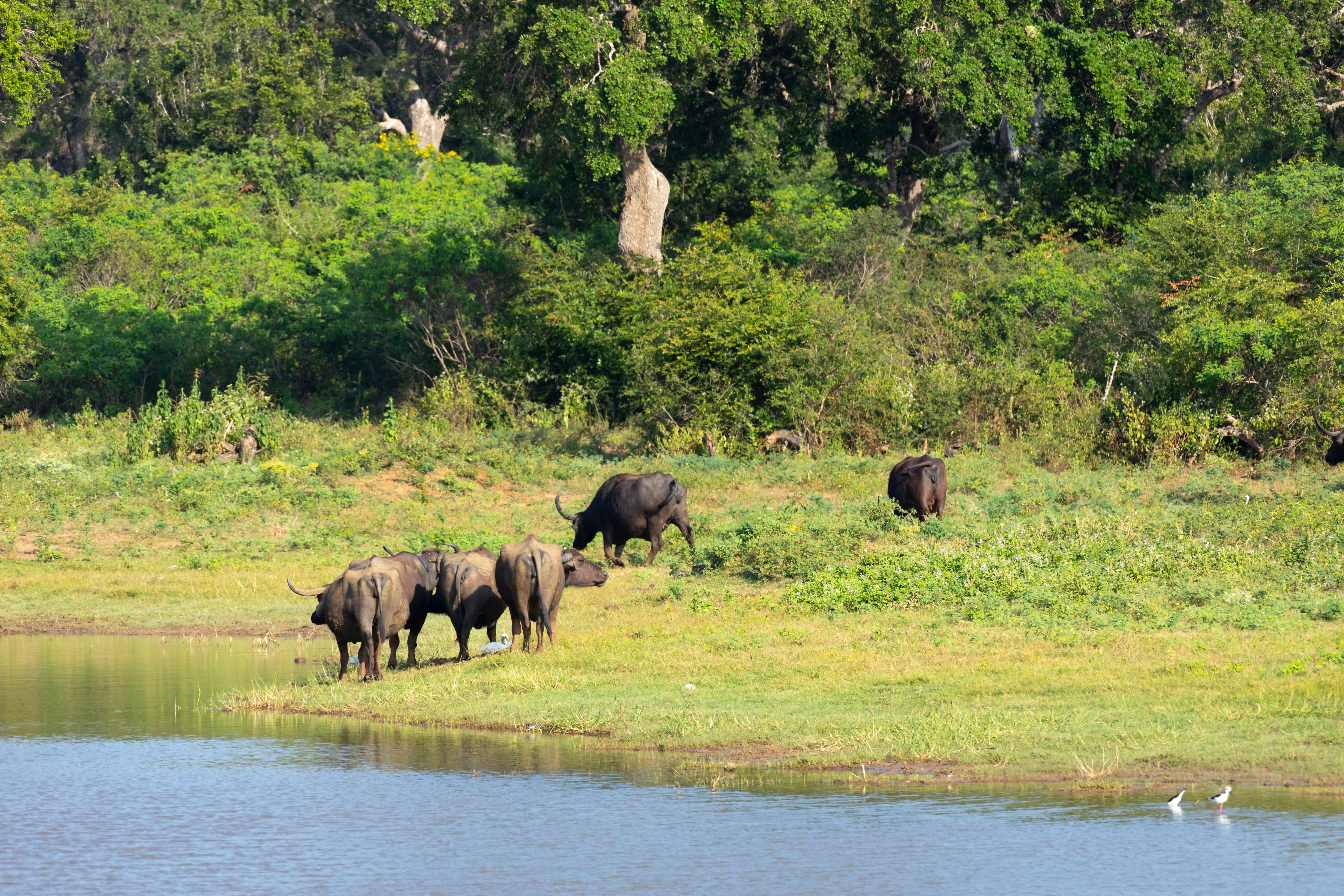 Minneriya National Park Wildlife Safari