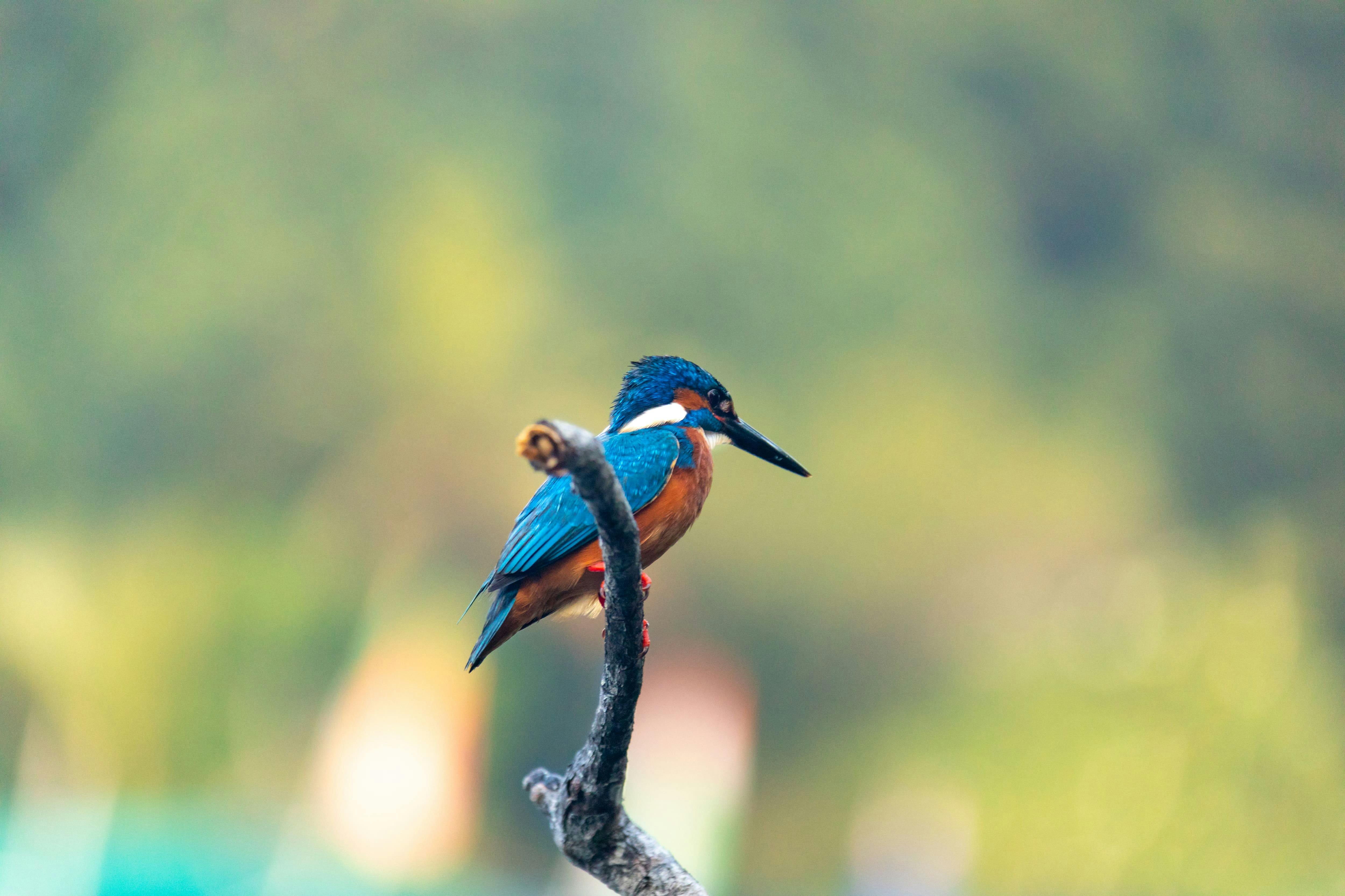 River Madu Nature Safari