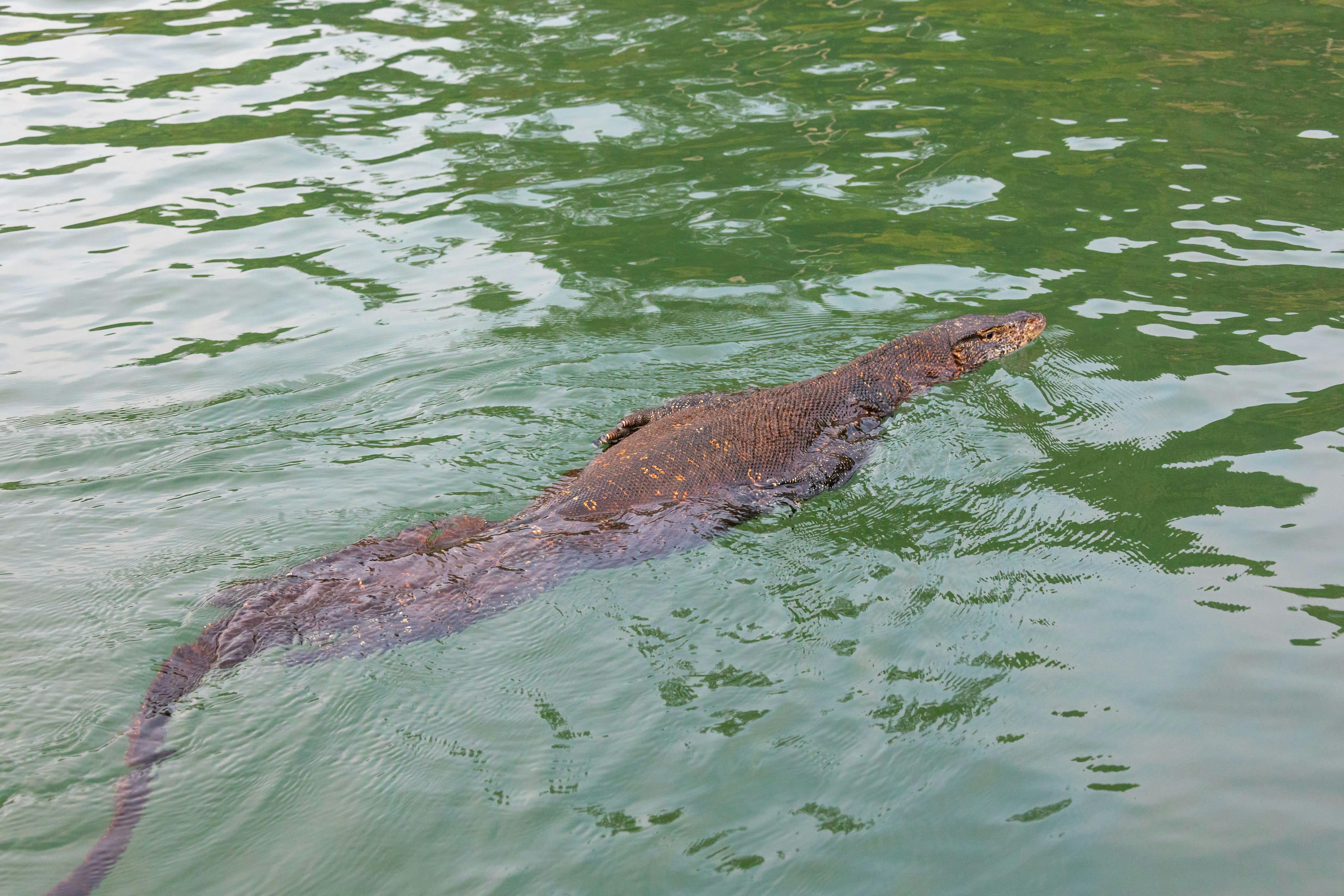 River Madu Nature Safari