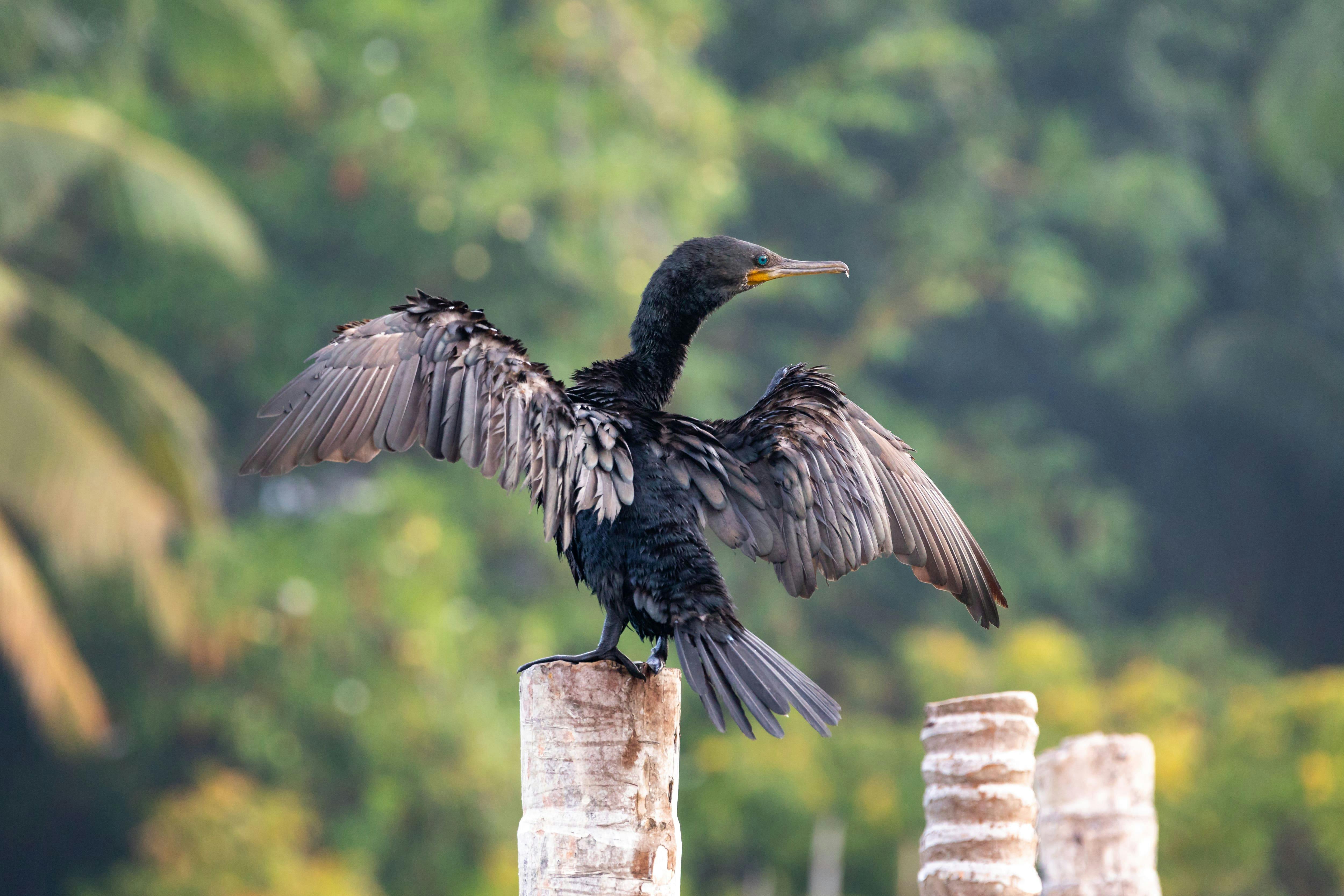 River Madu Nature Safari