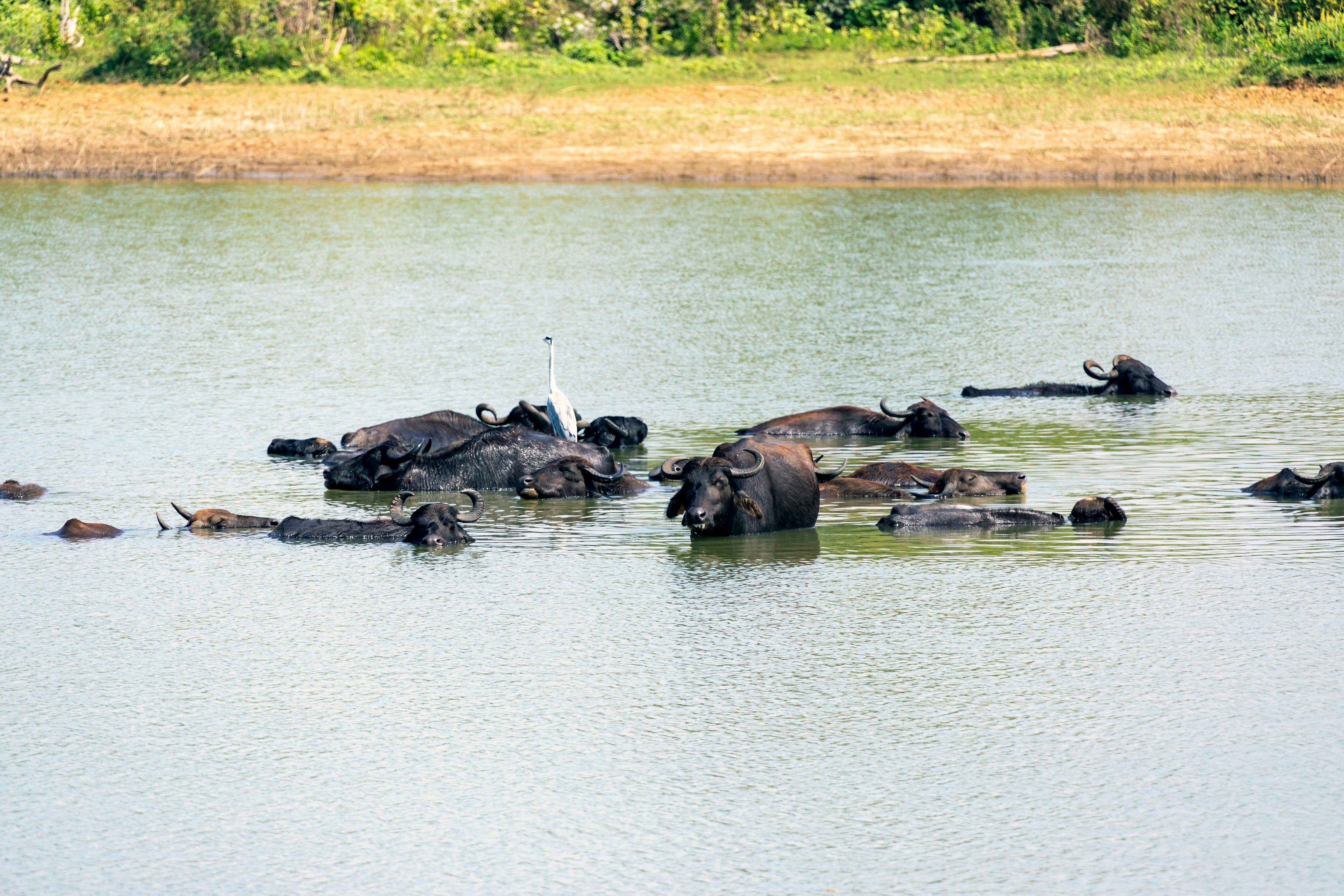 Wilpattu National Park Lakes and Wildlife Safari