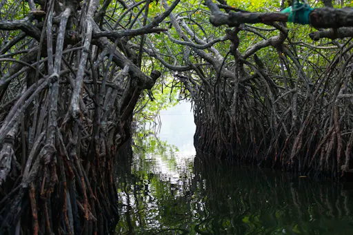 River Madu Nature Safari