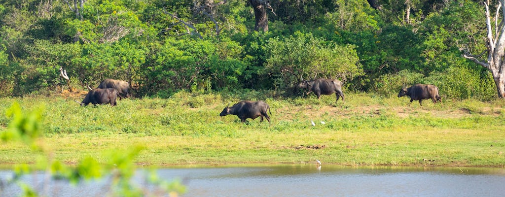 Safari por los lagos y la fauna salvaje del Parque Nacional de Wilpattu