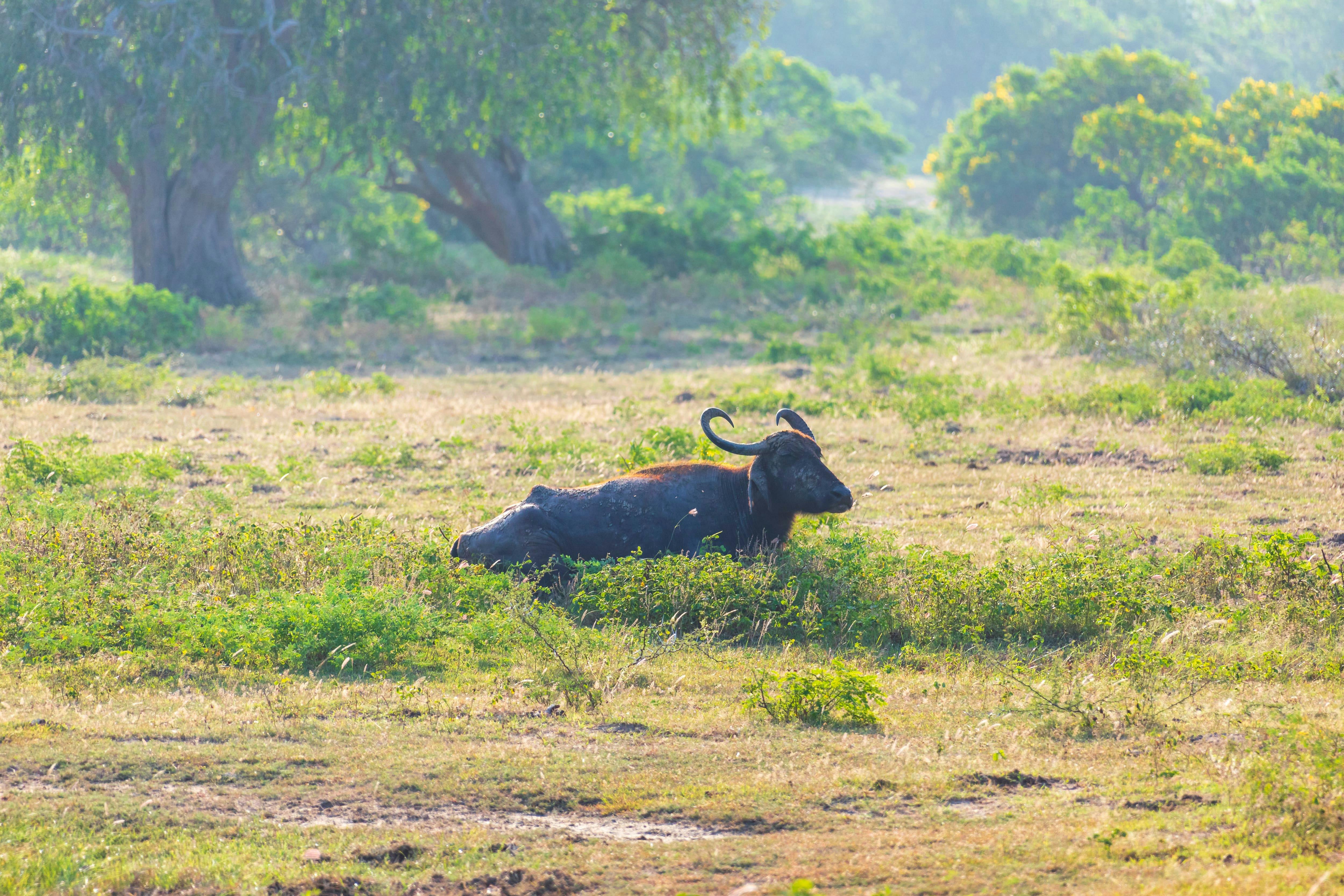 Wilpattu National Park Lakes and Wildlife Safari