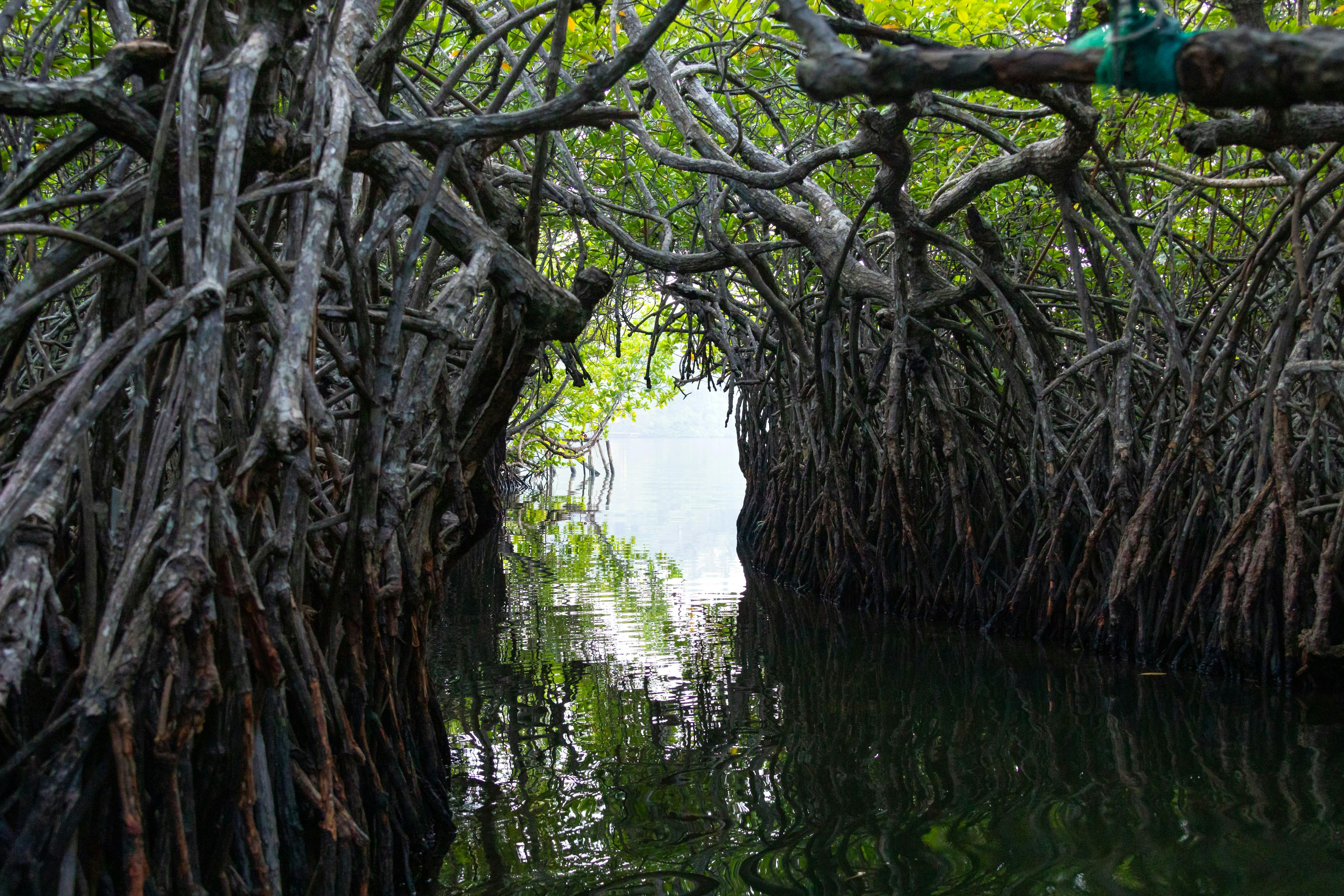 River Madu Nature Safari