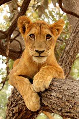 Halbtägige Löwensafari auf der Ranch de Bandia ab Pointe Sarène