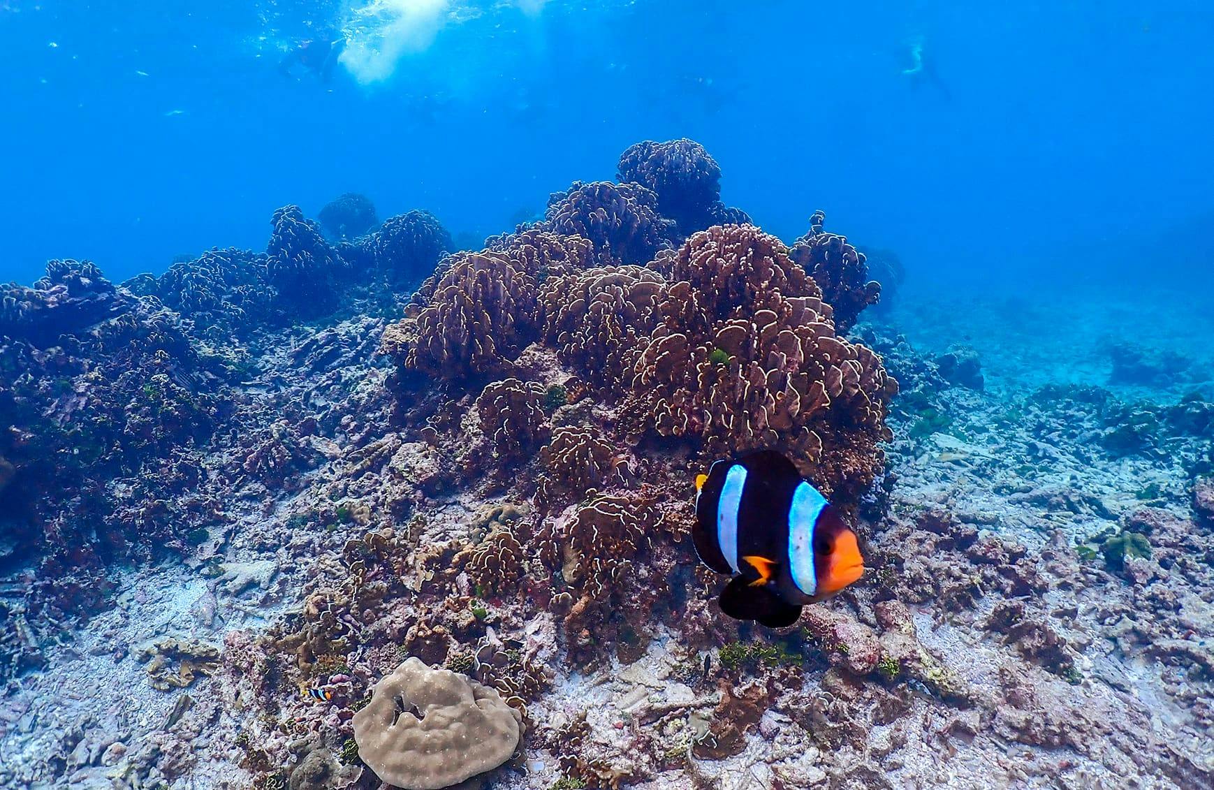 Similan Islands Early Bird Tour by Speed Catamaran