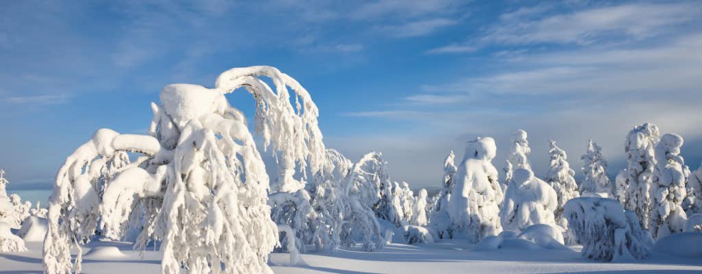 Things to do in Luosto Lapland