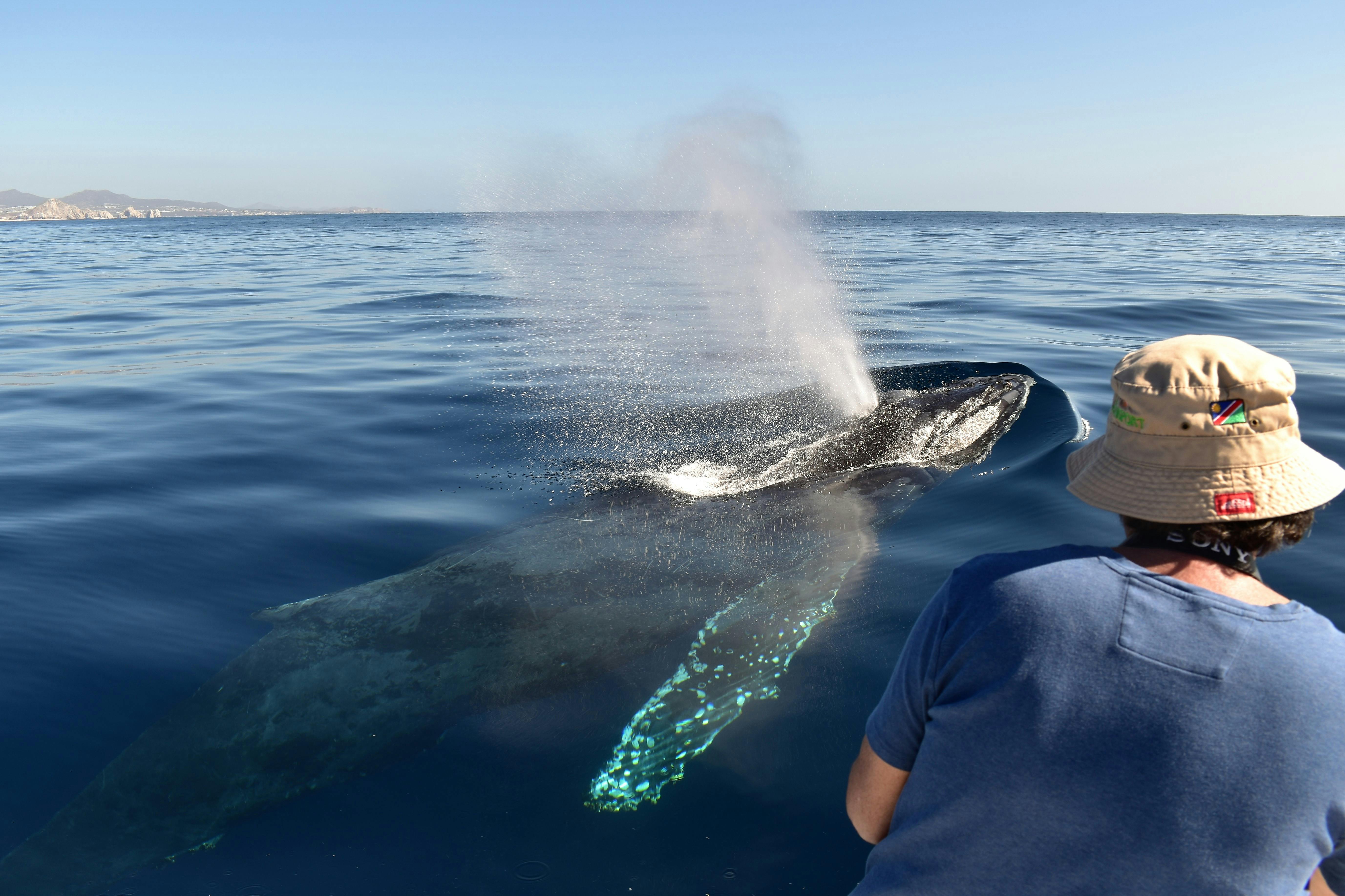 Oglądanie wielorybów w Los Cabos ze zdjęciami