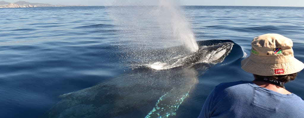Esperienza di osservazione delle balene a Los Cabos con foto