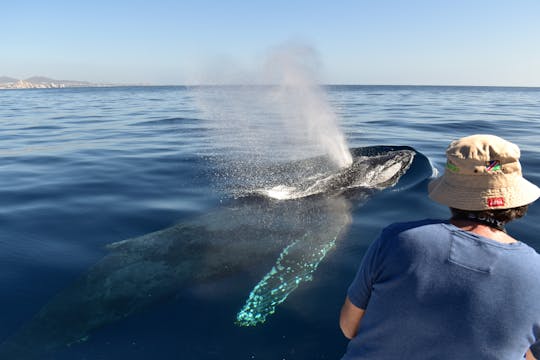 Experiência de observação de baleias em Los Cabos com fotos