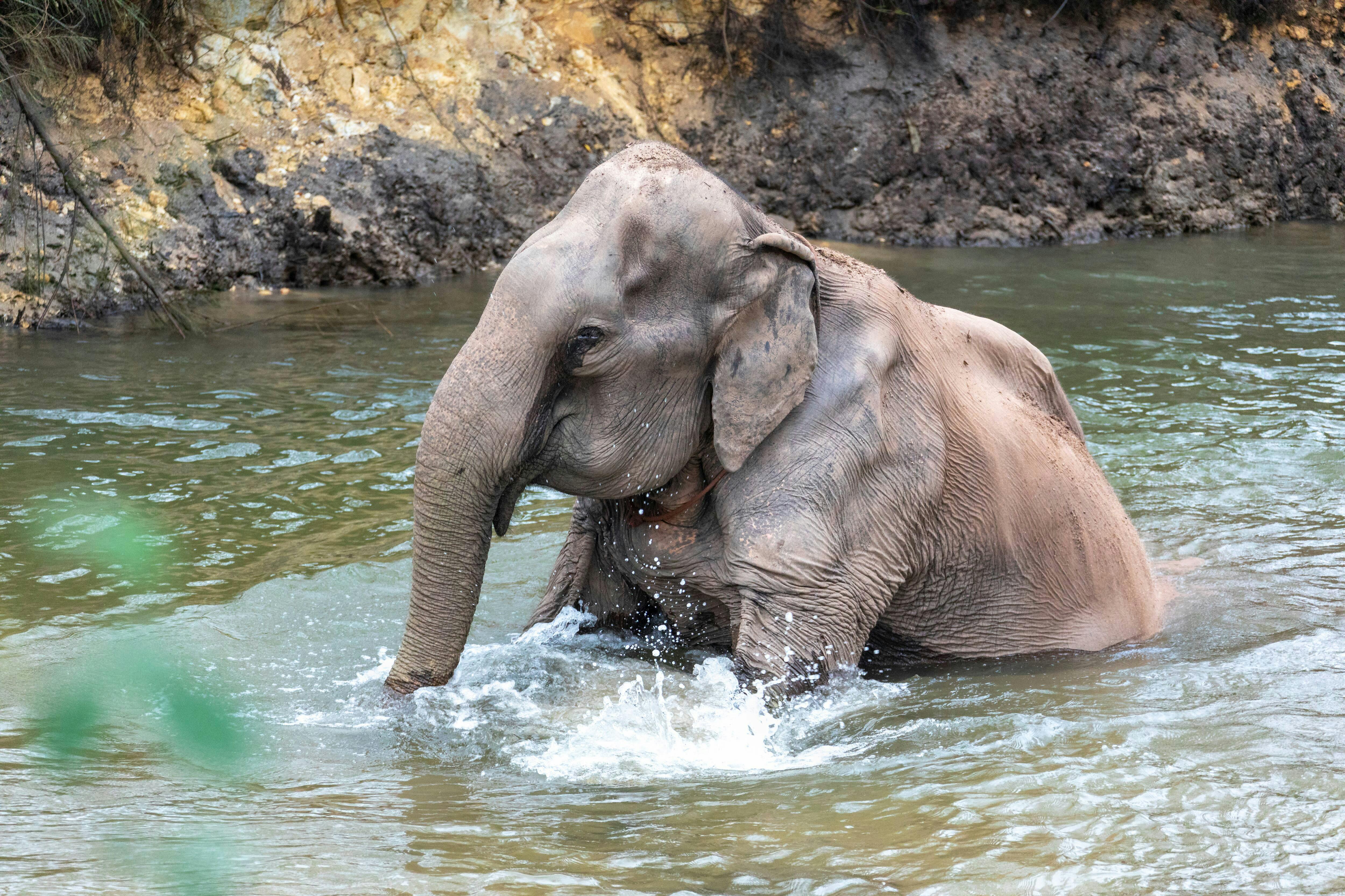 Koh Samui Elephant Experience