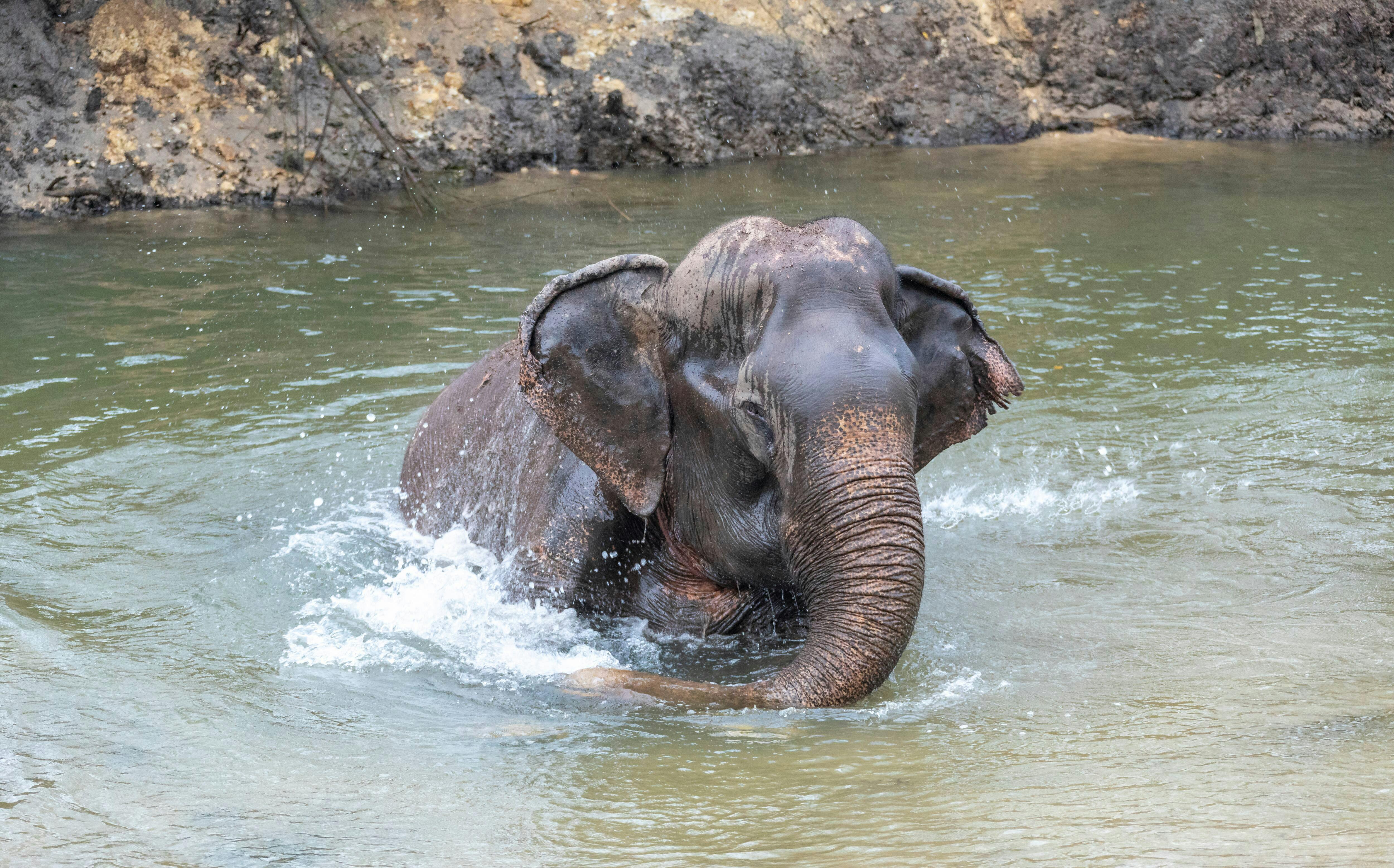 Koh Samui Elephant Experience