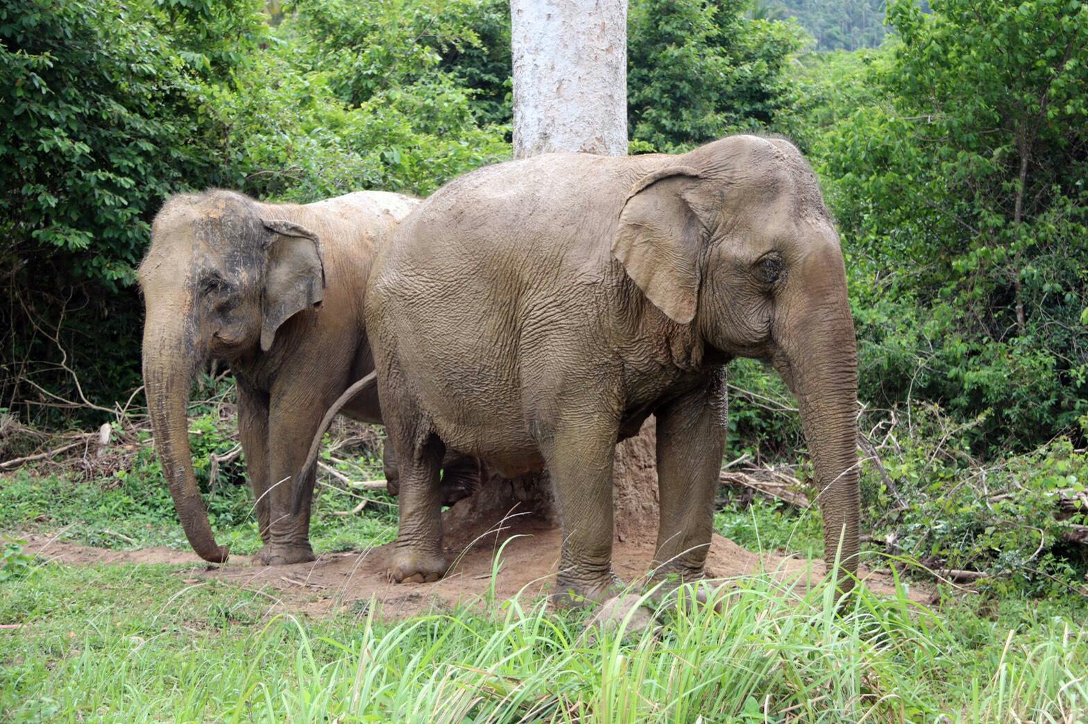 Koh Samui Elephant Experience