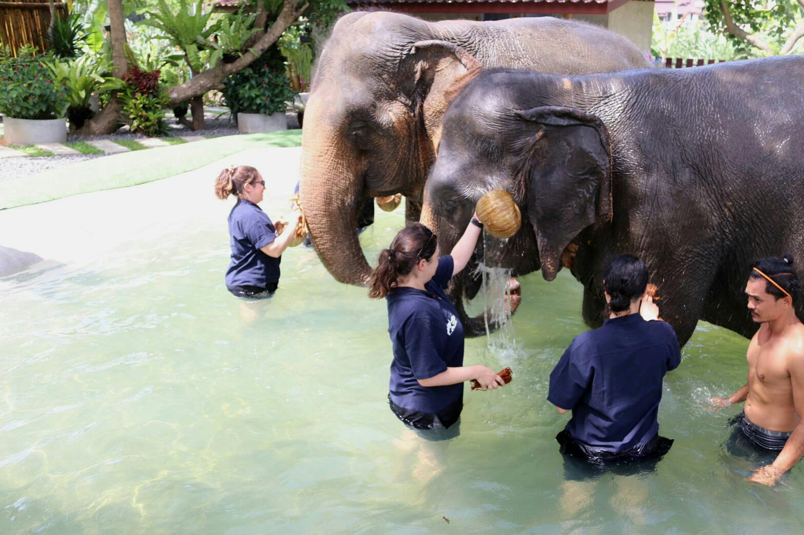 Koh Samui Elephant Experience