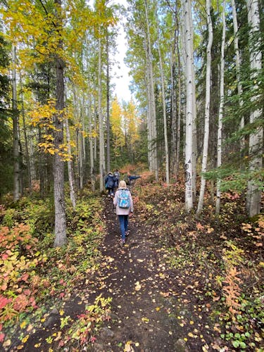 Chugach State Park summer valley and forest hike