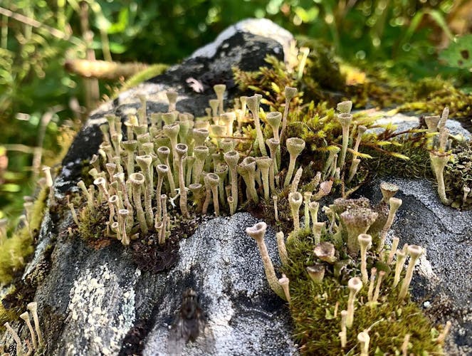 Flora and fauna nature walk in the Glen Alps