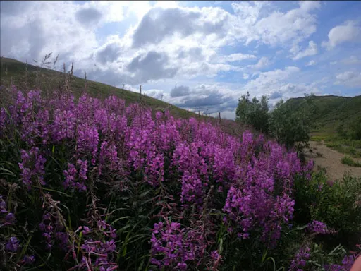 fareharbor-gohikealaska|204114-452210