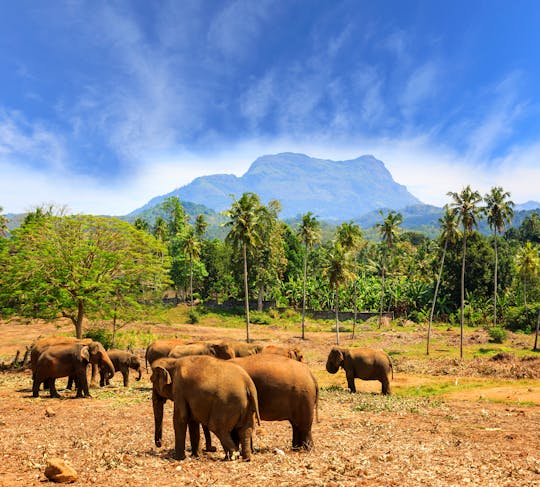Excursion privée d'une journée en VTT Elephant Rock au départ de la région de Negombo