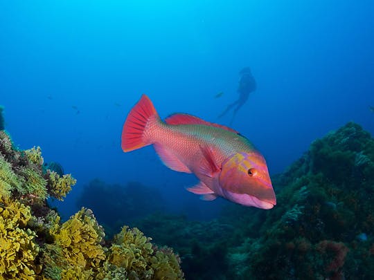 Dykkerlektion på Lanzarote for gæster med nedsat førlighed mobilitet med Native Diving