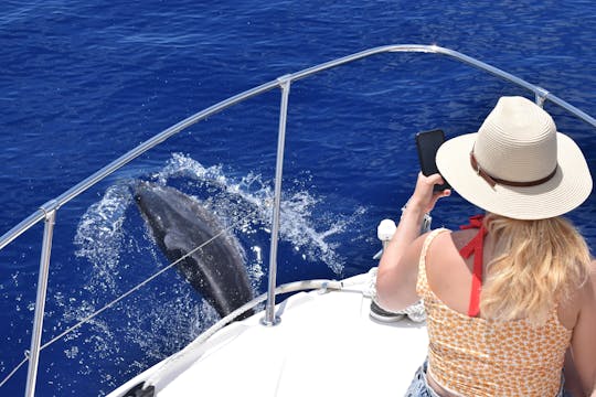 Passeio de barco para observação de baleias e golfinhos