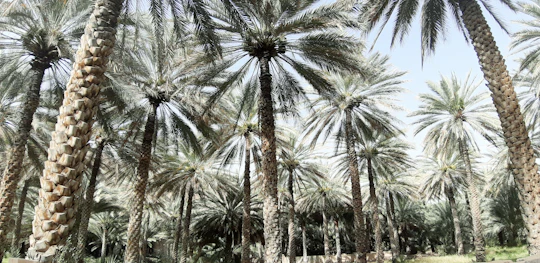 Private tour to Al Hajar villages and Al Hoota Cave from Muscat with lunch