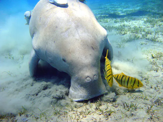 Halve dag snorkelervaring op het strand van Abu Dabbab vanuit Marsa Alam