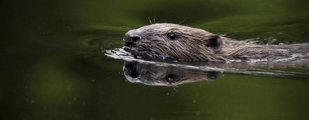 Skinnskatteberg beaver safari