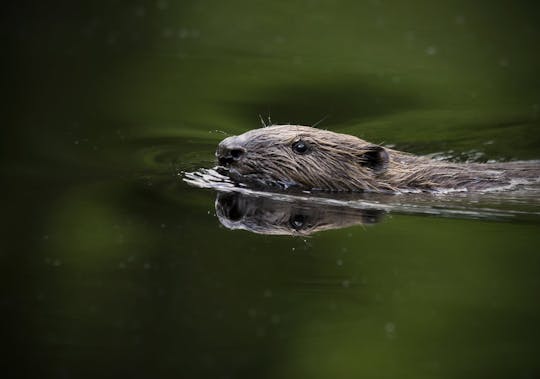 Skinnskatteberg beaver safari