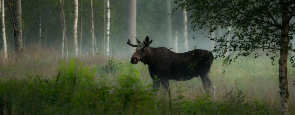 Skinnskatteberg moose safari