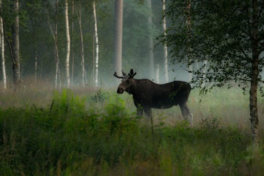 Skinnskatteberg moose safari