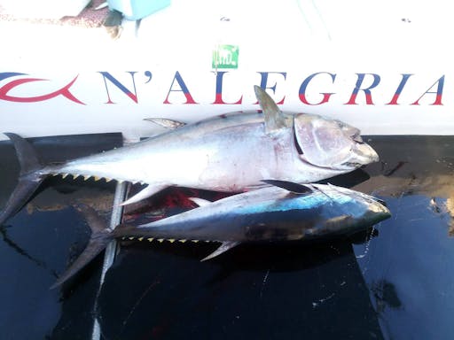 Majorca Sport Fishing Boat Cruise