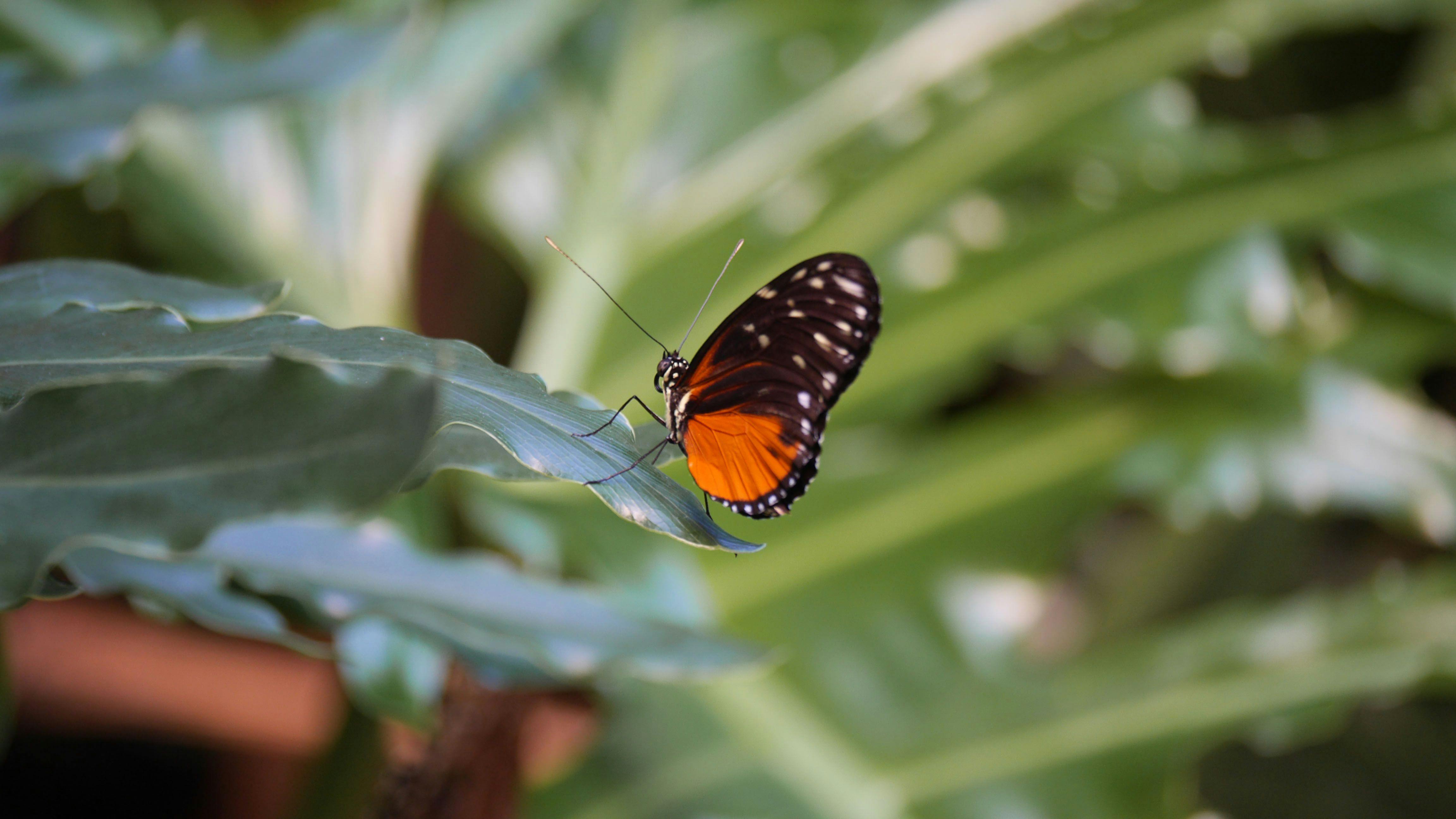 Victoria Butterfly Gardens Step into a Tropical Paradise