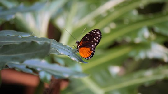 Billet d'entrée aux jardins des papillons de Victoria