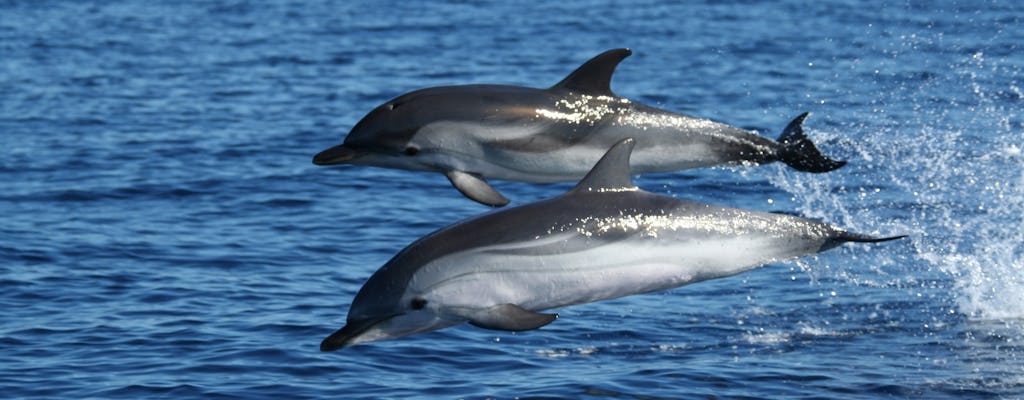 Dolphin watching and snorkeling near Figarolo Island
