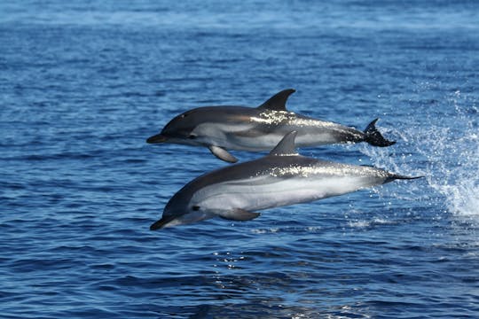 Dolphin watching and snorkeling near Figarolo Island