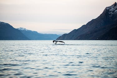 Private fjord and whale safari