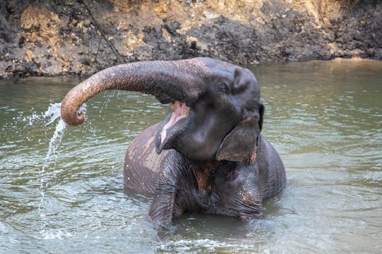 Elephant Experience at Seaside Retreat