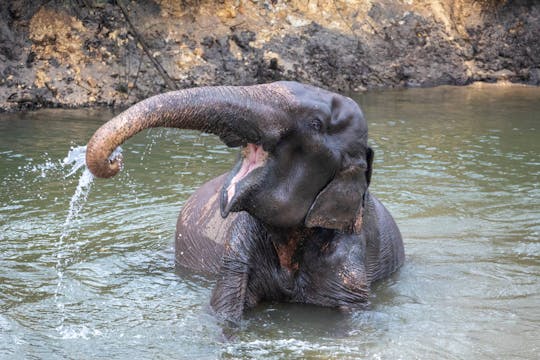Elefanter på Seaside Retreat – fra Khao Lak