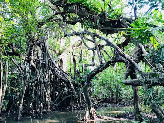 Little Amazon en Olifanten Verzorgen Tour