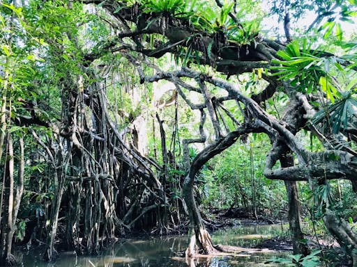 Little Amazon and Elephant Care Tour