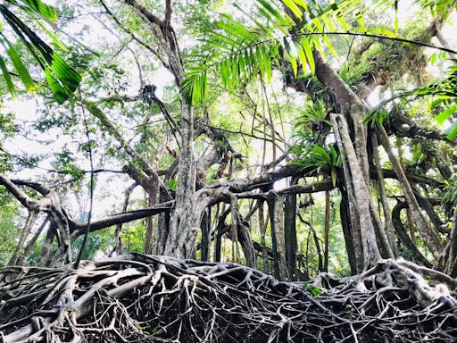 Little Amazon and Elephant Care Tour