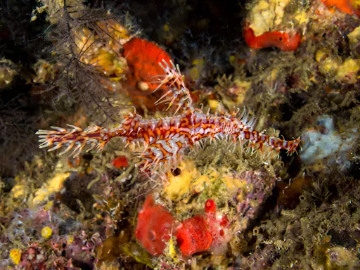 Richelieu Rock Diving Tour