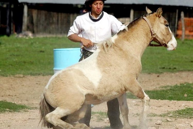 Gaucho private excursion to an Argentinian Estancia from Buenos Aires