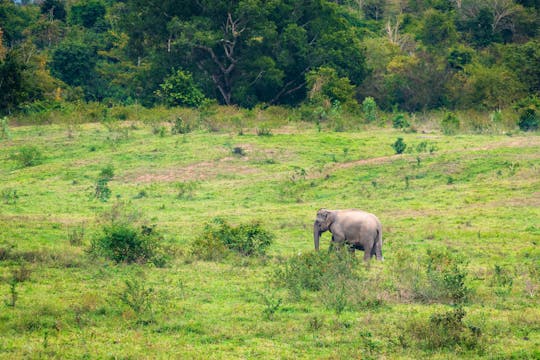 Kui Buri nationalpark och vilda elefanter från Pranburi